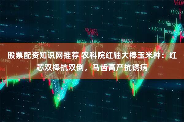 股票配资知识网推荐 农科院红轴大棒玉米种：红芯双棒抗双倒，马齿高产抗锈病